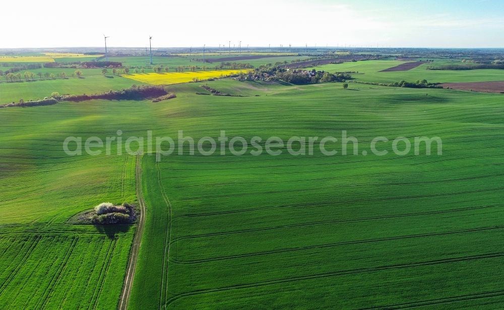 Carzig from above - Young green-colored grain field structures and rows in a field in Carzig in the state Brandenburg, Germany