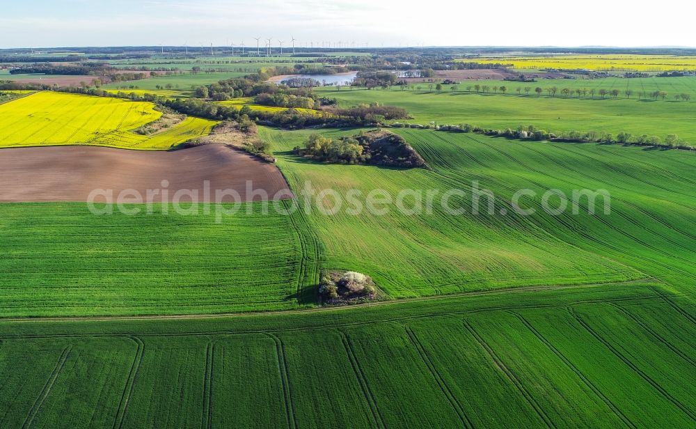 Carzig from the bird's eye view: Young green-colored grain field structures and rows in a field in Carzig in the state Brandenburg, Germany