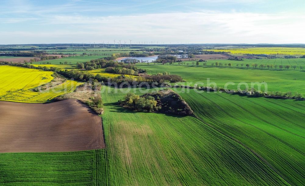 Aerial image Carzig - Young green-colored grain field structures and rows in a field in Carzig in the state Brandenburg, Germany