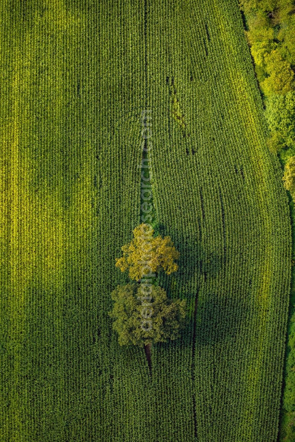 Hamm from above - View of a green field in Hamm in the state North Rhine-Westphalia