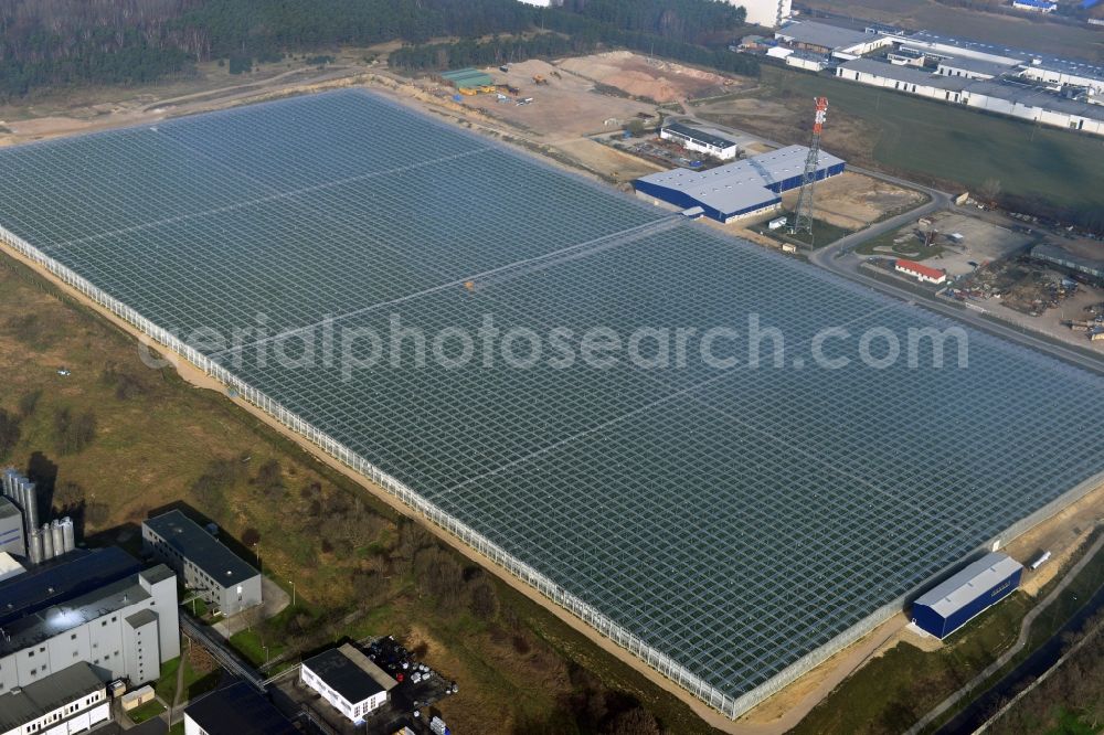 Lutherstadt Wittenberg from the bird's eye view: In the district of Wittenberg Apollensdorf the Pieter Van Gog vegetables GmbH built a large greenhouse complex. Future under the glass roof grow 1000s tomato plants. The greenhouse is supplied with the waste heat of the nearby Agro-Chemical Park Piesteritz