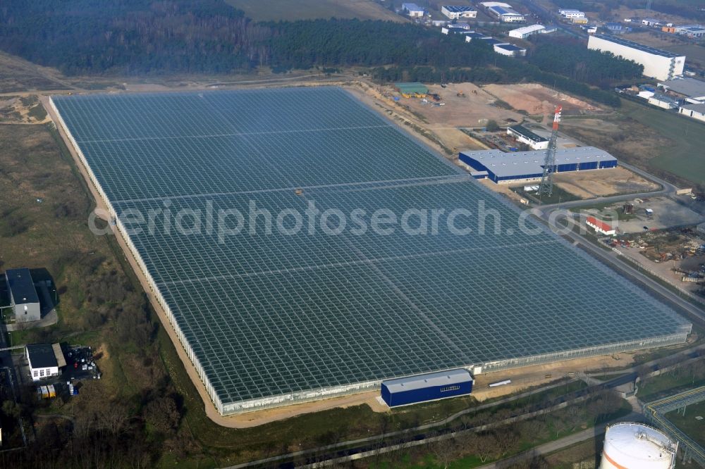 Aerial image Lutherstadt Wittenberg - In the district of Wittenberg Apollensdorf the Pieter Van Gog vegetables GmbH built a large greenhouse complex. Future under the glass roof grow 1000s tomato plants. The greenhouse is supplied with the waste heat of the nearby Agro-Chemical Park Piesteritz