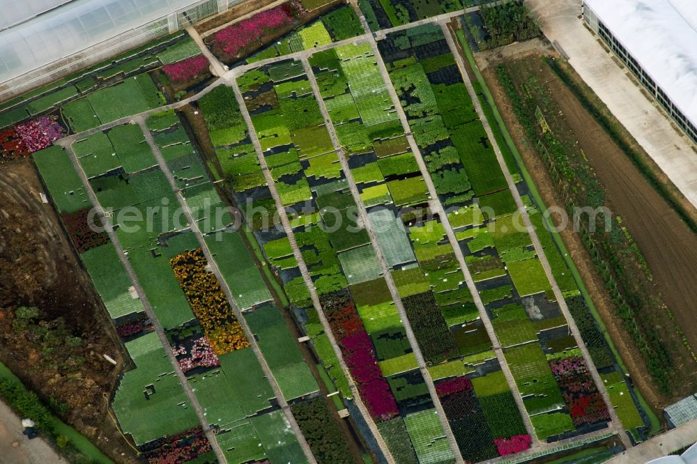 Bigguro from above - Floriculture in Bigguro in Toscana, Italy