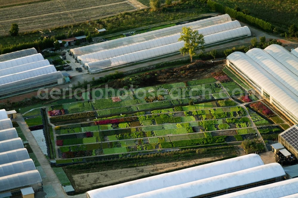 Bigguro from the bird's eye view: Floriculture in Bigguro in Toscana, Italy