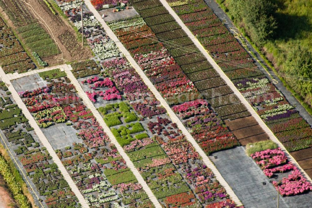 Aerial photograph Bigguro - Floriculture in Bigguro in Toscana, Italy