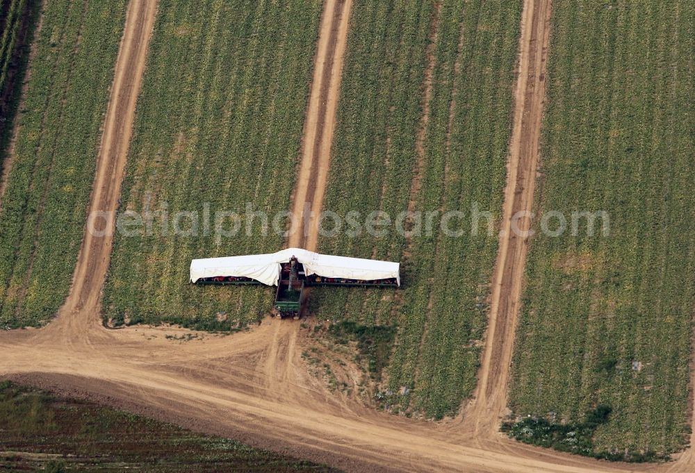 Aerial photograph Niederdorla - Cucumber harvest of the Hainich Obst - und Gemuese - GmbH in Niederdorla in Thuringia