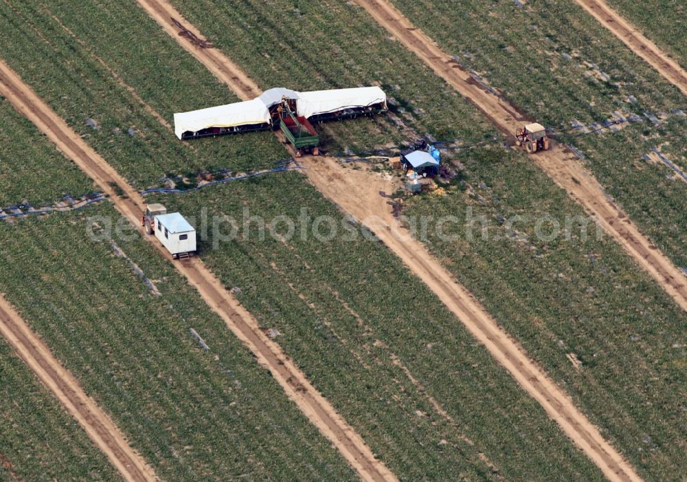 Niederdorla from the bird's eye view: Cucumber harvest of the Hainich Obst - und Gemuese - GmbH in Niederdorla in Thuringia