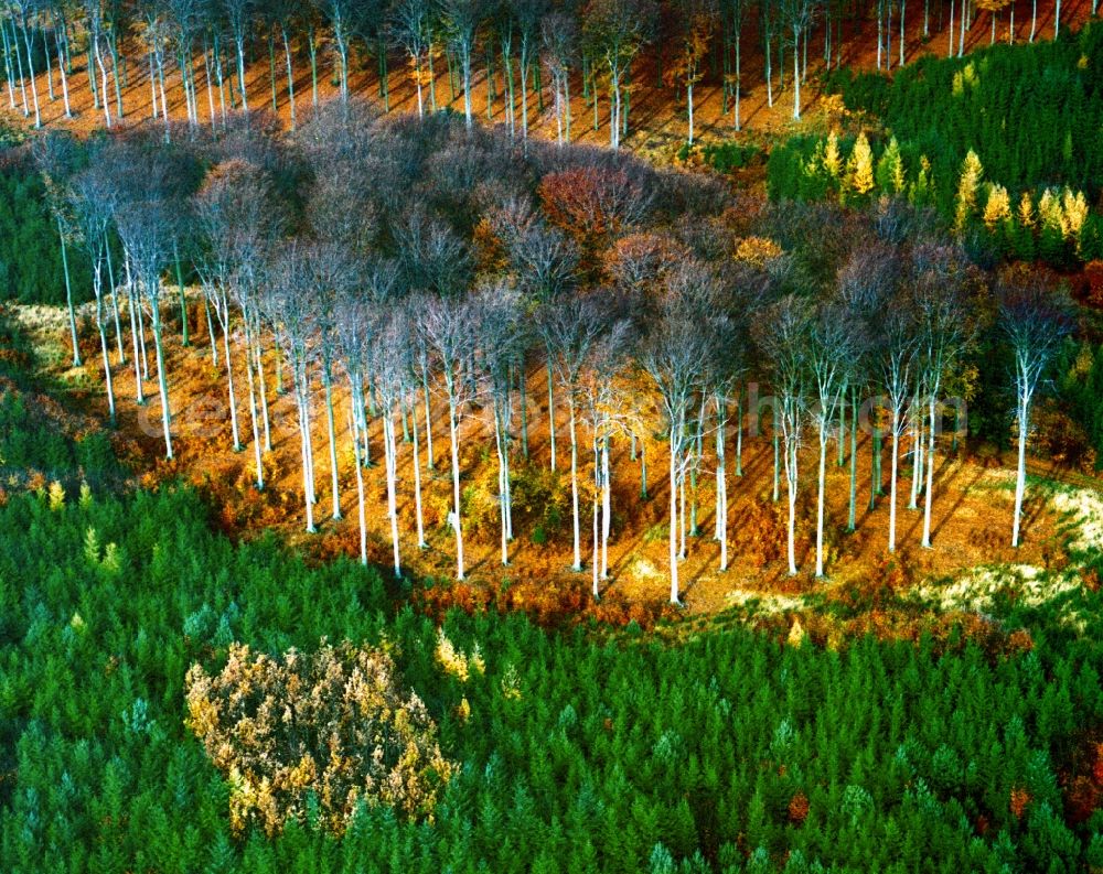 Aerial photograph Markt Indersdorf - Autumn - Landscape with trees in late autumn state of Bavaria