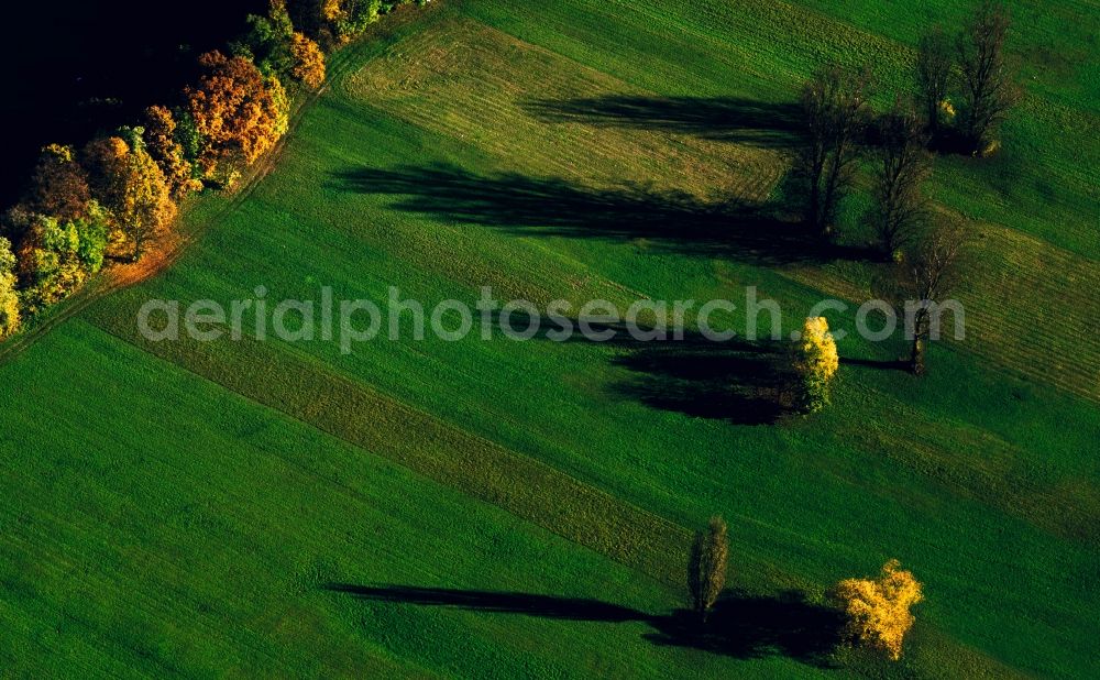 Markt Indersdorf from the bird's eye view: Autumn - Landscape with trees in late autumn state of Bavaria