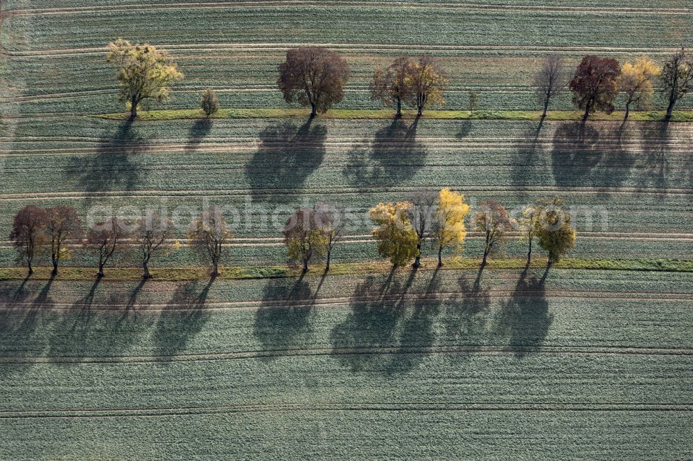 Schäftlarn from above - tree rows in autmn on the meadow at Schaeftlarn monastery in Bavaria