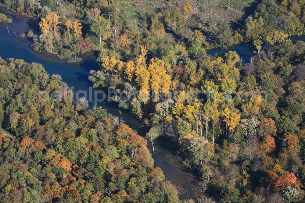 Rheinhausen from the bird's eye view: Indian summer and autumn colours in the nature reserve and conservation area Taubergiessen at Rheinhausen in the state Baden-Wurttemberg