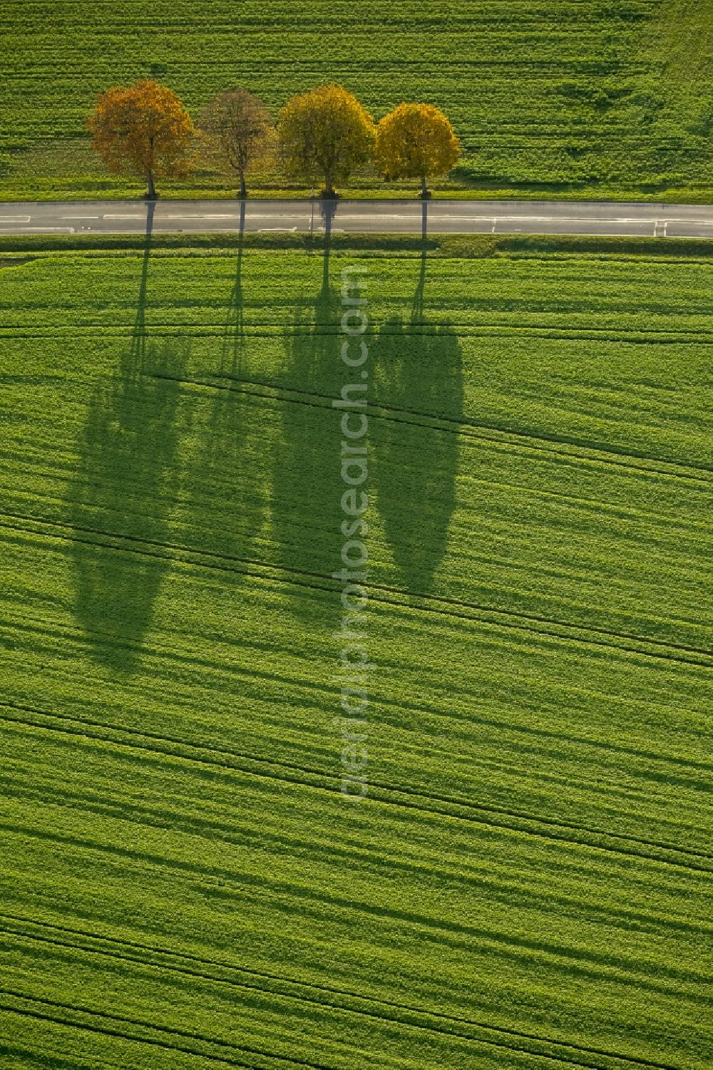 Aerial photograph Werl - Autumn Impressions with long shadows of fringing fields rows of trees at Werl in the state of North Rhine-Westphalia