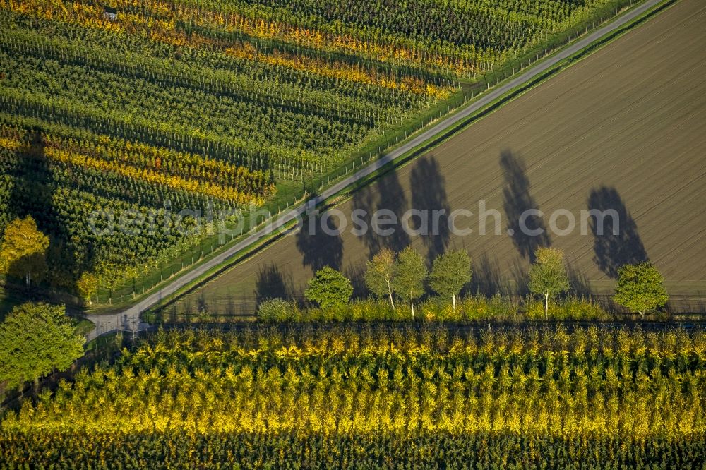 Werl from above - Autumn Impressions with long shadows of fringing fields rows of trees at Werl in the state of North Rhine-Westphalia