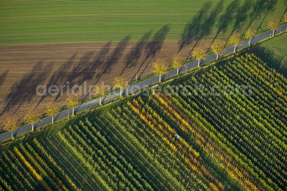 Werl from the bird's eye view: Autumn Impressions with long shadows of fringing fields rows of trees at Werl in the state of North Rhine-Westphalia