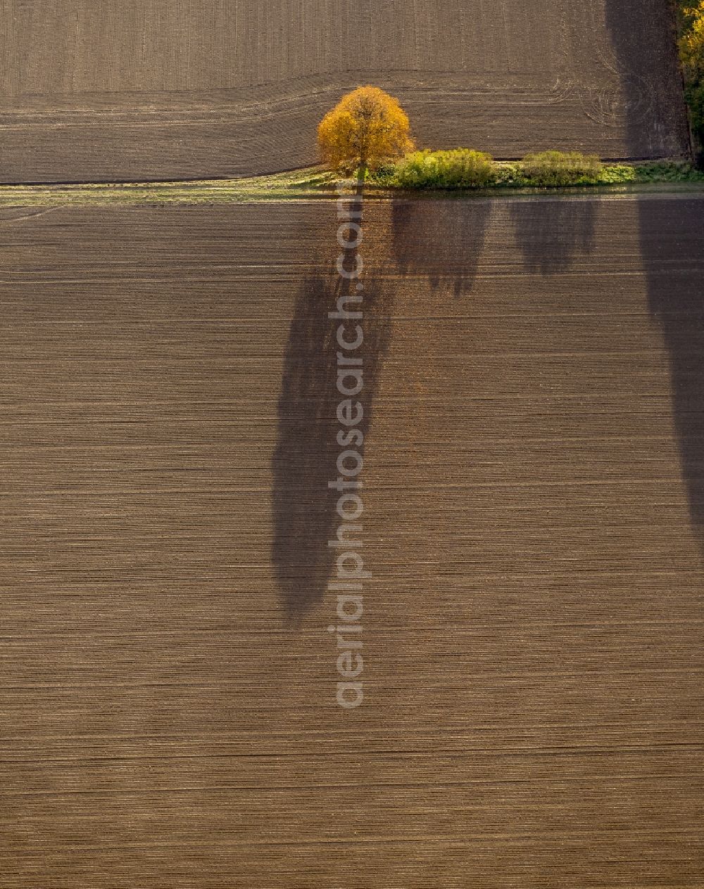 Aerial image Werl - Autumn Impressions with long shadows of fringing fields rows of trees at Werl in the state of North Rhine-Westphalia