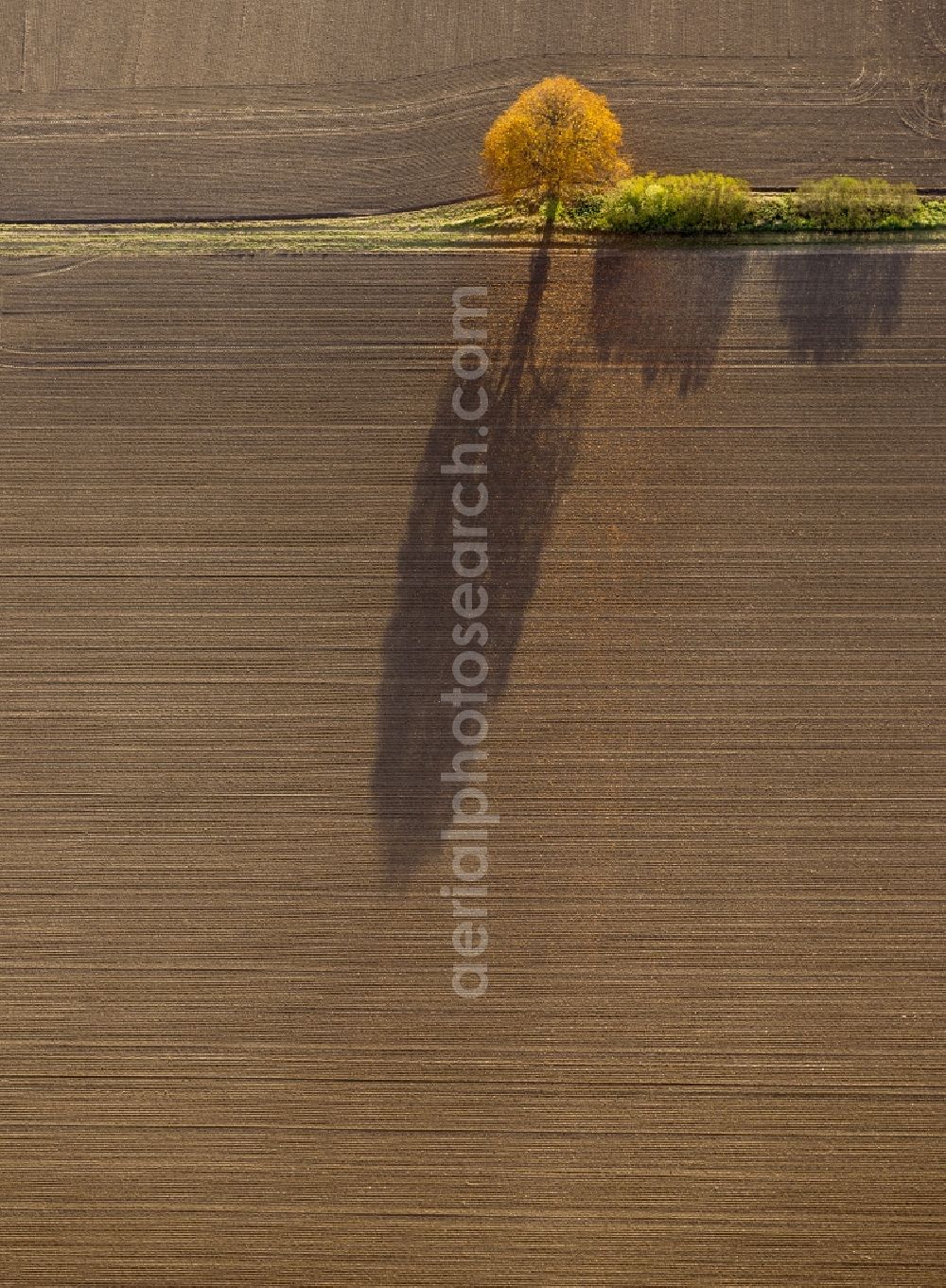 Aerial photograph Werl - Autumn Impressions with long shadows of fringing fields rows of trees at Werl in the state of North Rhine-Westphalia