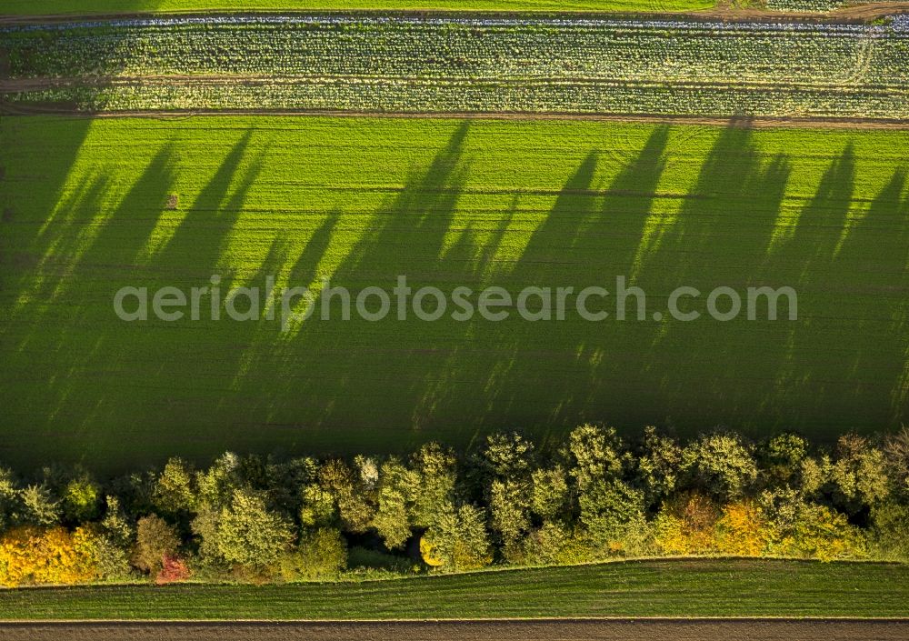 Werl from above - Autumn Impressions with long shadows of fringing fields rows of trees at Werl in the state of North Rhine-Westphalia