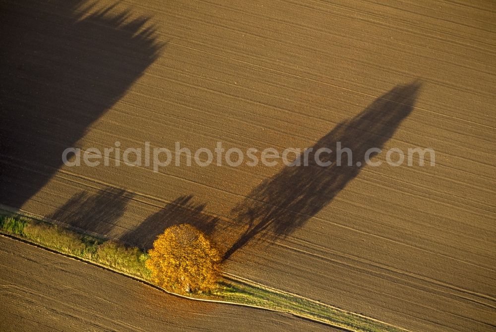 Werl from the bird's eye view: Autumn Impressions with long shadows of fringing fields rows of trees at Werl in the state of North Rhine-Westphalia