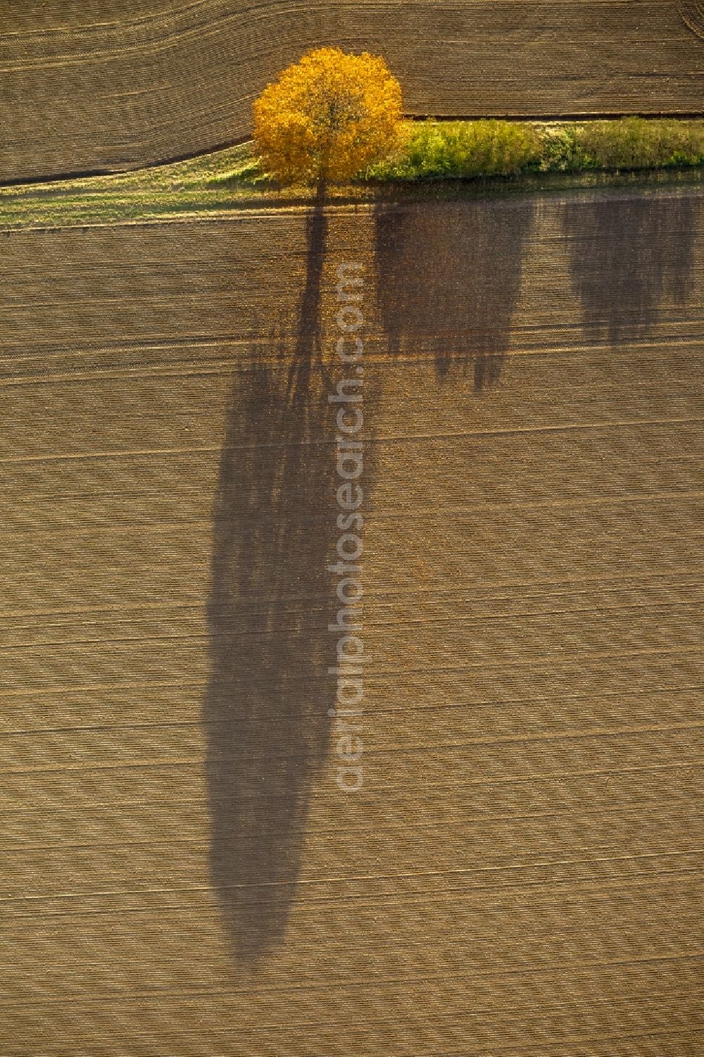 Aerial image Werl - Autumn Impressions with long shadows of fringing fields rows of trees at Werl in the state of North Rhine-Westphalia