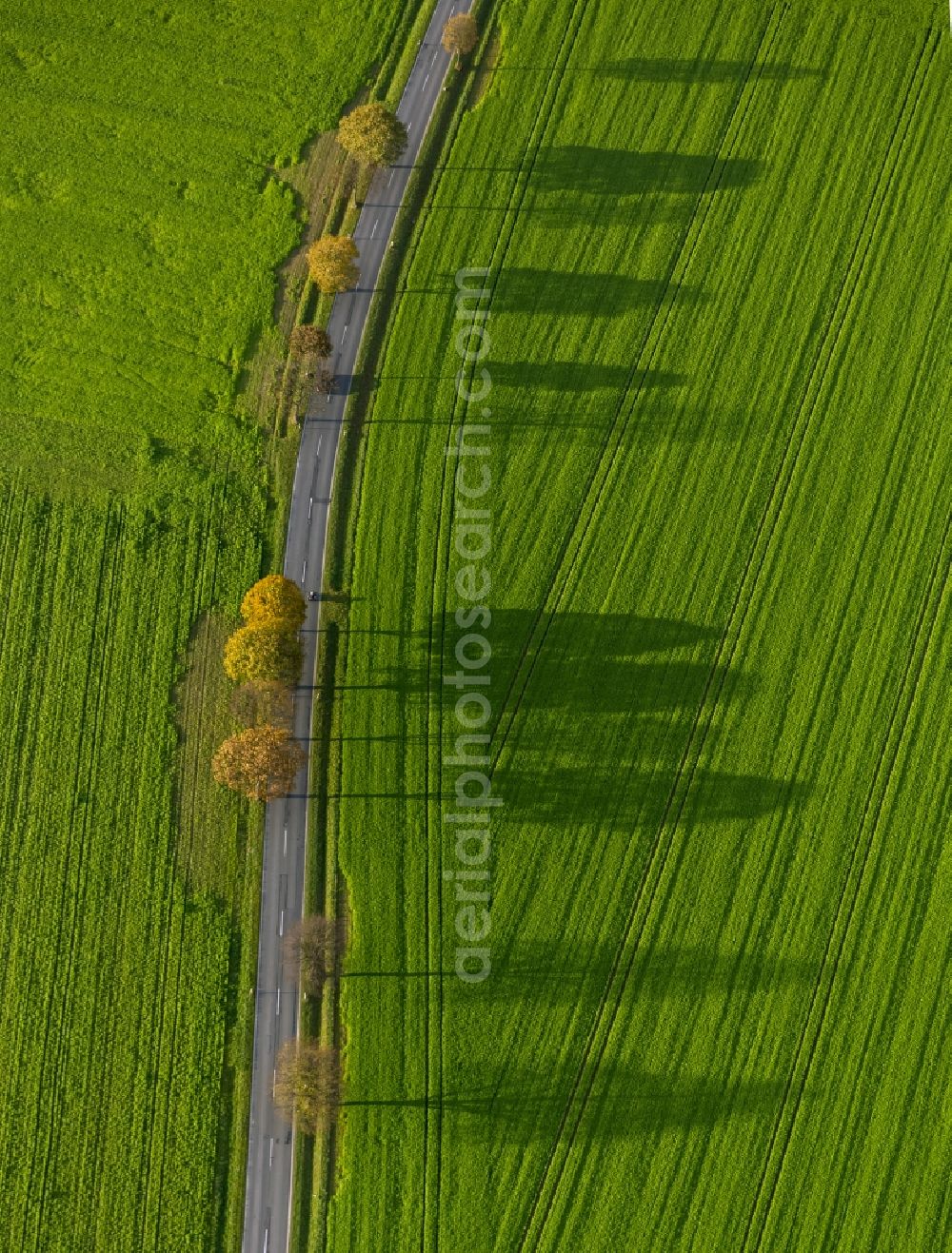 Aerial photograph Werl - Autumn Impressions with long shadows of fringing fields rows of trees at Werl in the state of North Rhine-Westphalia