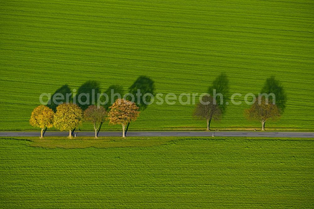 Werl from above - Autumn Impressions with long shadows of fringing fields rows of trees at Werl in the state of North Rhine-Westphalia