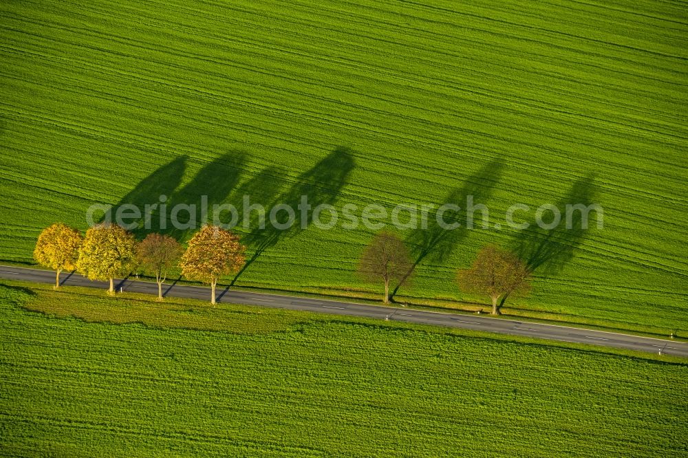 Werl from the bird's eye view: Autumn Impressions with long shadows of fringing fields rows of trees at Werl in the state of North Rhine-Westphalia