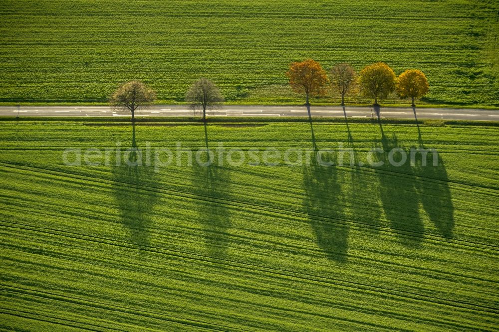 Aerial image Werl - Autumn Impressions with long shadows of fringing fields rows of trees at Werl in the state of North Rhine-Westphalia