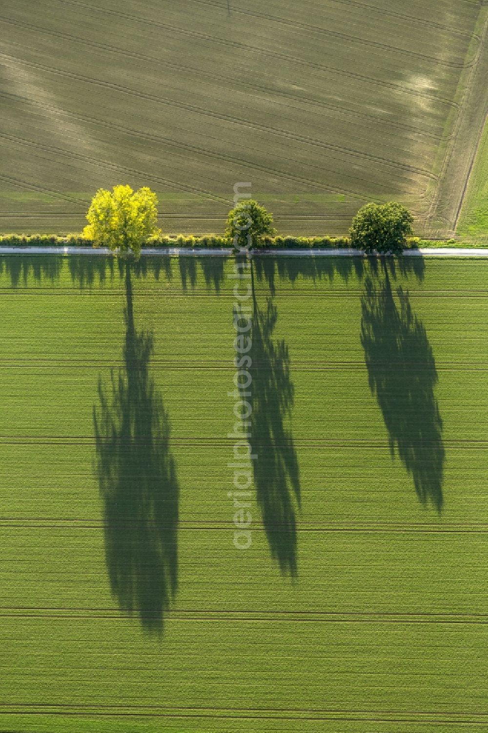 Aerial image Werl - Autumn Impressions with long shadows of fringing fields rows of trees at Werl in the state of North Rhine-Westphalia