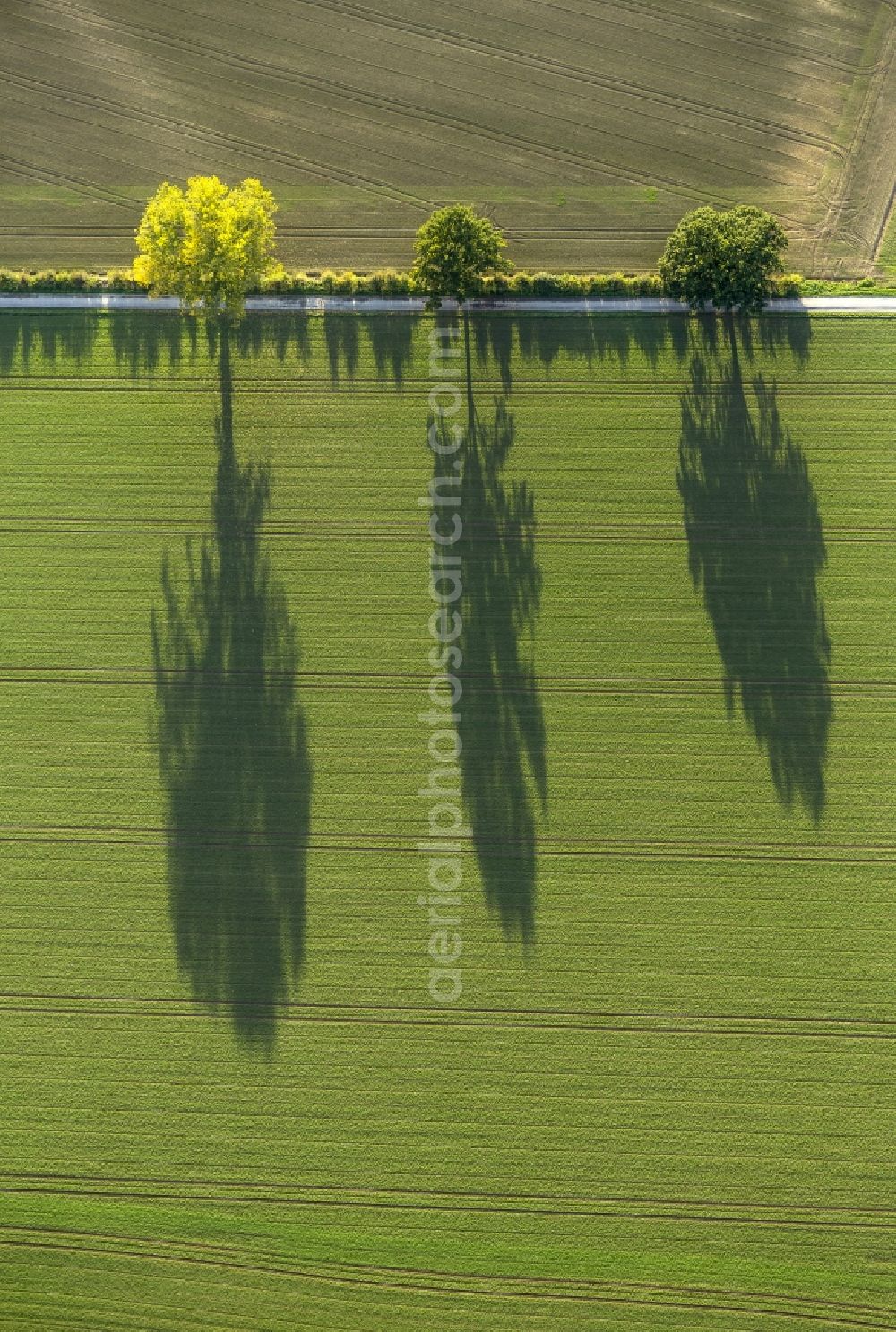 Aerial photograph Werl - Autumn Impressions with long shadows of fringing fields rows of trees at Werl in the state of North Rhine-Westphalia