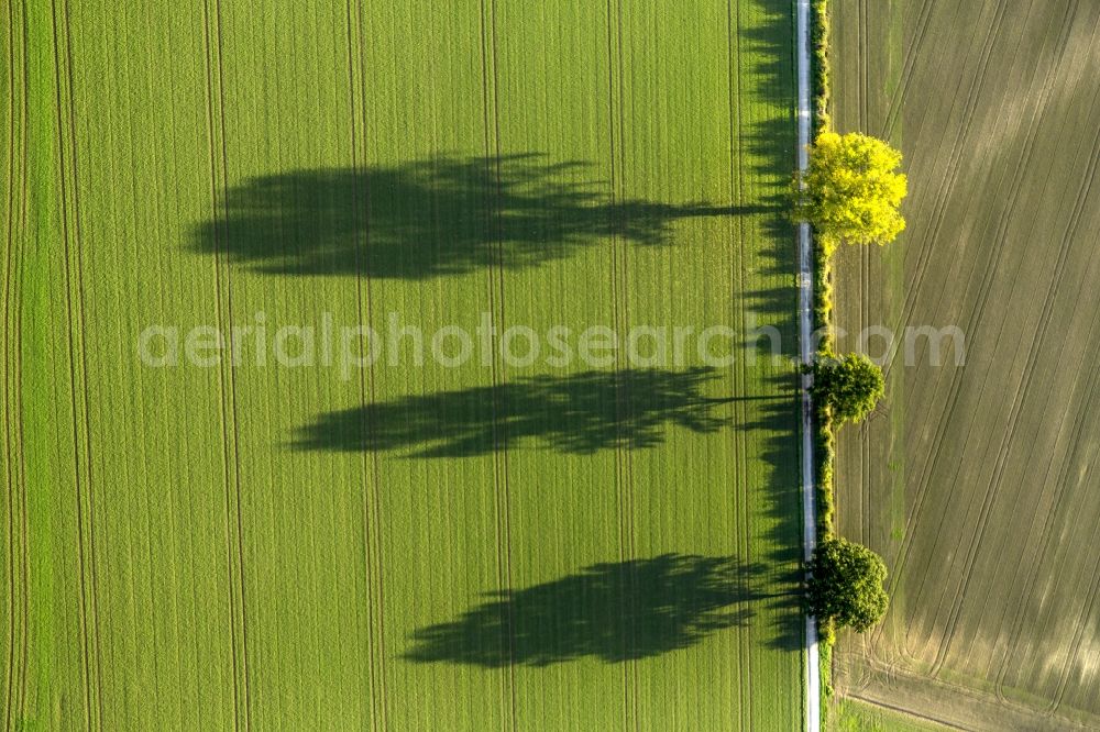 Werl from above - Autumn Impressions with long shadows of fringing fields rows of trees at Werl in the state of North Rhine-Westphalia