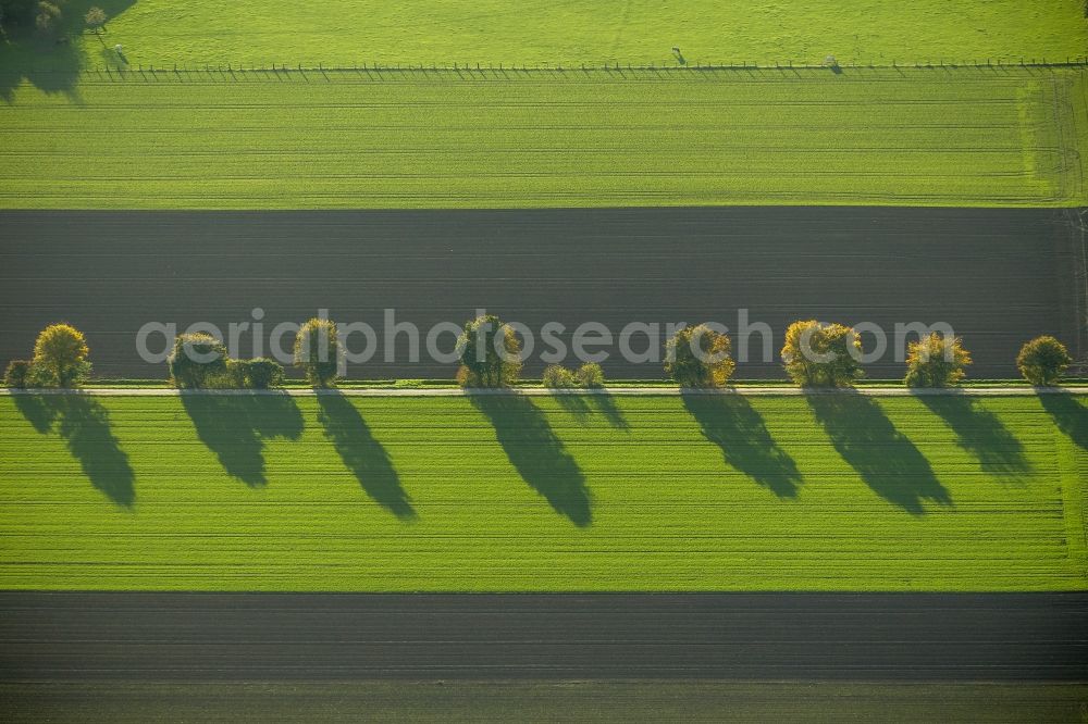 Werl from the bird's eye view: Autumn Impressions with long shadows of fringing fields rows of trees at Werl in the state of North Rhine-Westphalia