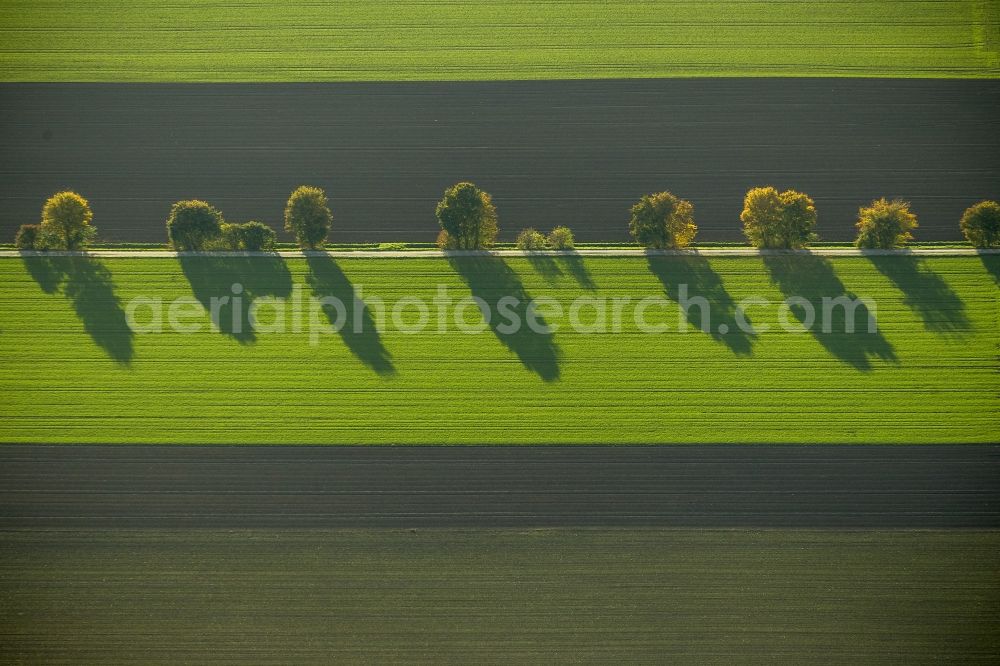 Aerial image Werl - Autumn Impressions with long shadows of fringing fields rows of trees at Werl in the state of North Rhine-Westphalia