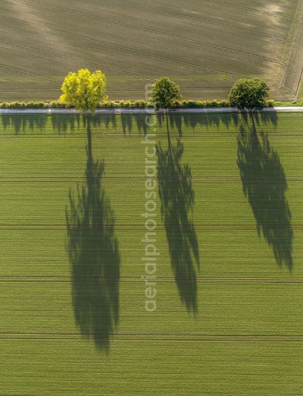 Aerial photograph Werl - Autumn Impressions with long shadows of fringing fields rows of trees at Werl in the state of North Rhine-Westphalia