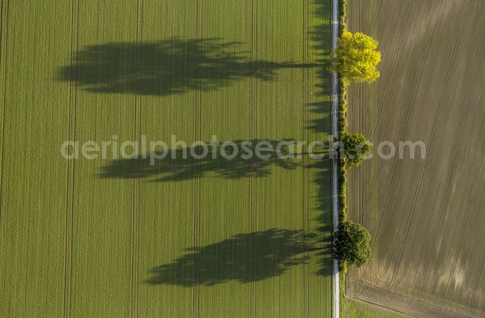 Werl from above - Autumn Impressions with long shadows of fringing fields rows of trees at Werl in the state of North Rhine-Westphalia