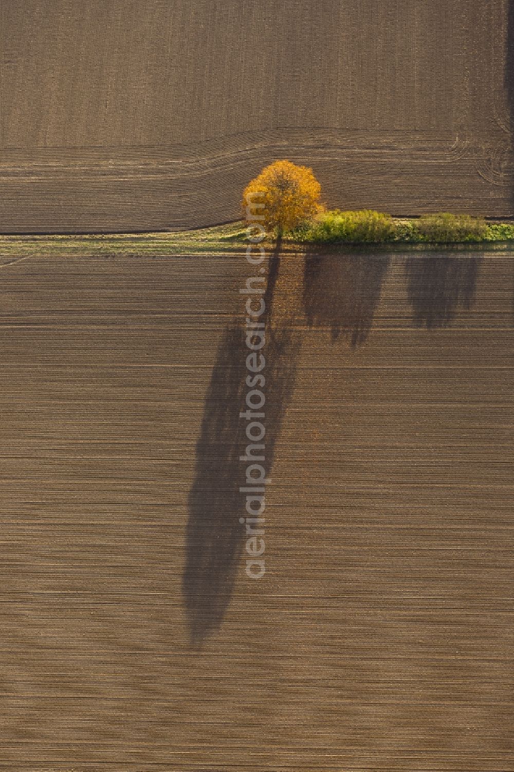 Werl from the bird's eye view: Autumn Impressions with long shadows of fringing fields rows of trees at Werl in the state of North Rhine-Westphalia