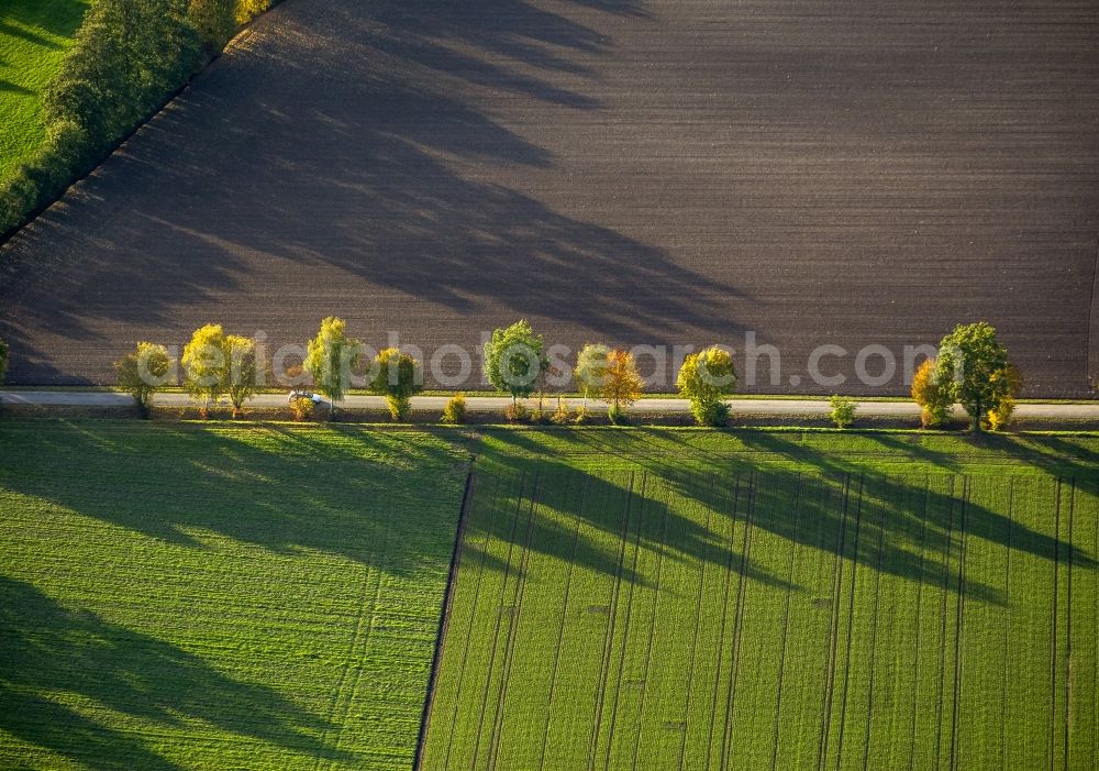 Aerial photograph Werl - Autumn Impressions with long shadows of fringing fields rows of trees at Werl in the state of North Rhine-Westphalia