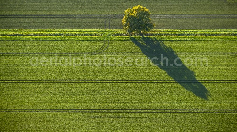 Werl from above - Autumn Impressions with long shadows of fringing fields rows of trees at Werl in the state of North Rhine-Westphalia