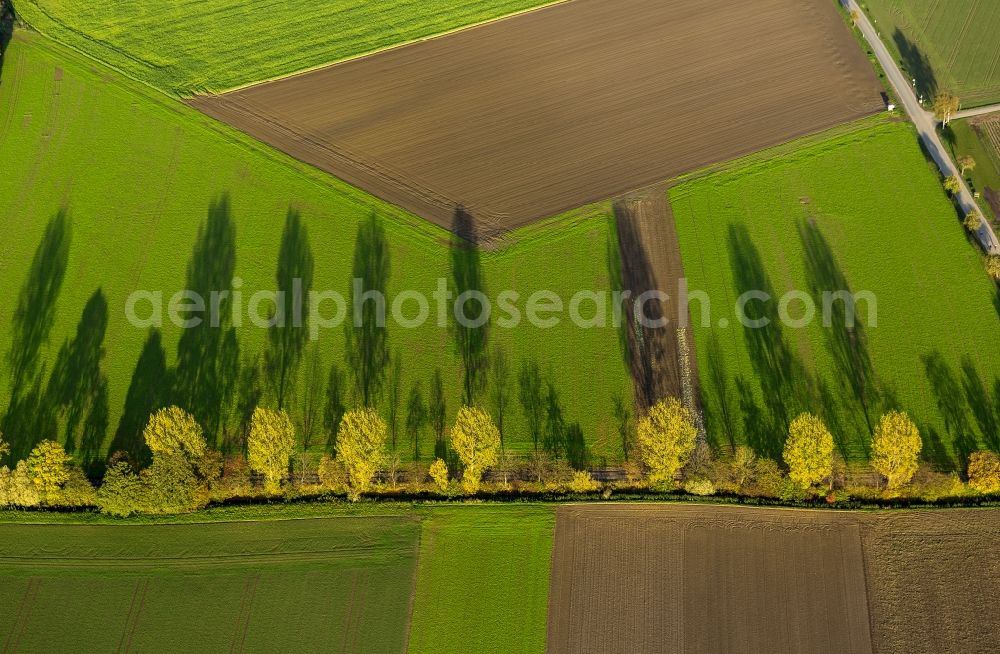 Werl from the bird's eye view: Autumn Impressions with long shadows of fringing fields rows of trees at Werl in the state of North Rhine-Westphalia