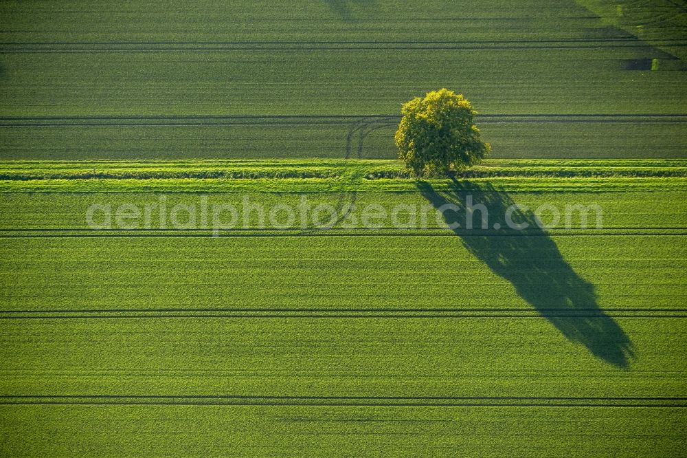 Aerial image Werl - Autumn Impressions with long shadows of fringing fields rows of trees at Werl in the state of North Rhine-Westphalia