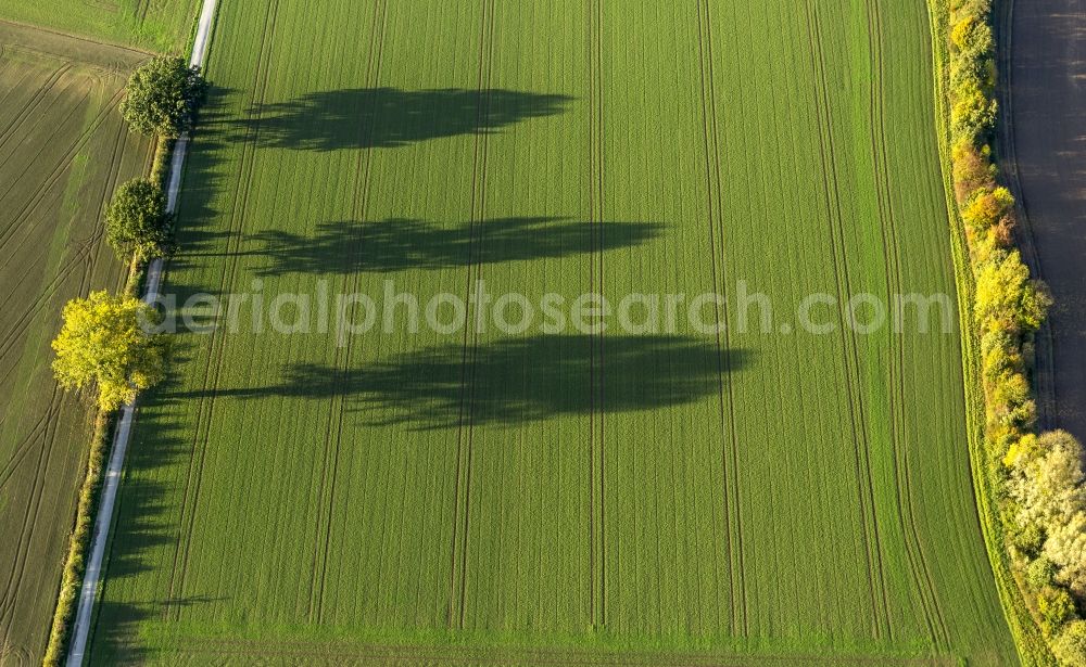 Aerial photograph Werl - Autumn Impressions with long shadows of fringing fields rows of trees at Werl in the state of North Rhine-Westphalia