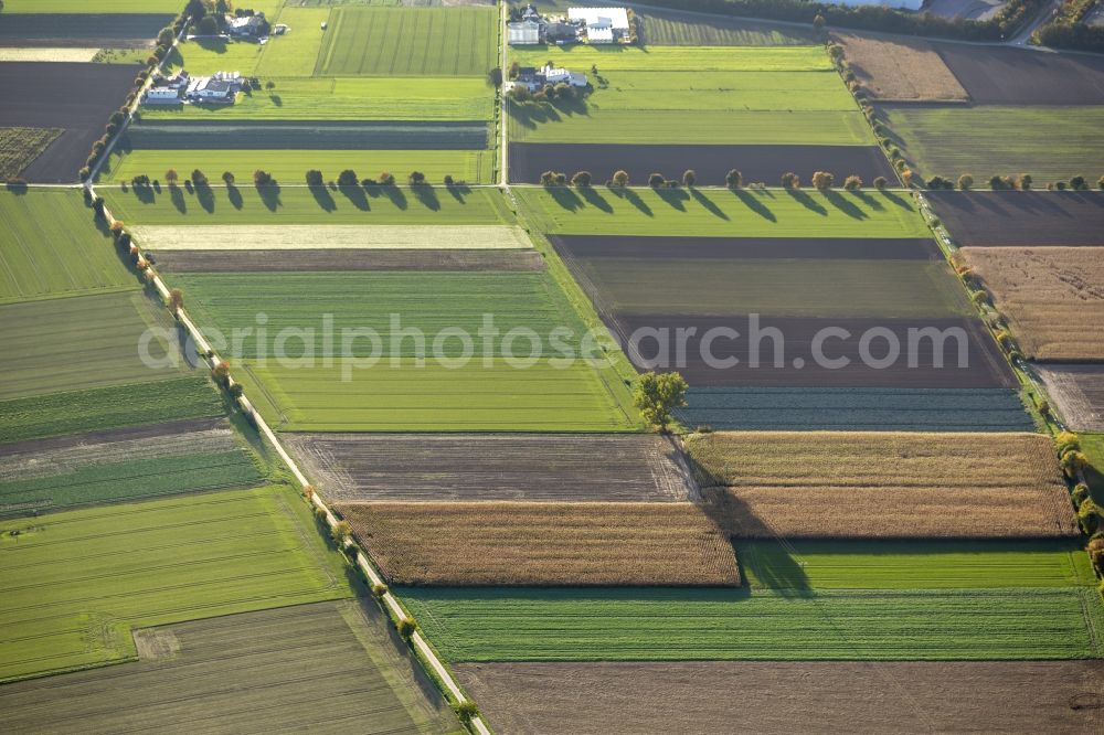 Werl from the bird's eye view: Autumn Impressions with long shadows of fringing fields rows of trees at Werl in the state of North Rhine-Westphalia