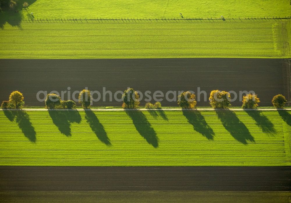 Werl from above - Autumn Impressions with long shadows of fringing fields rows of trees at Werl in the state of North Rhine-Westphalia