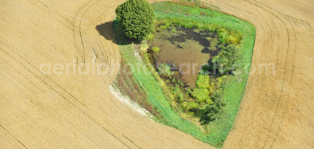 Mönchgrün from above - Herbstlandschaft abgeernteter Felder mit einem Tümpel und Baumbewuchs als Insel. Autumn landscape of a field.