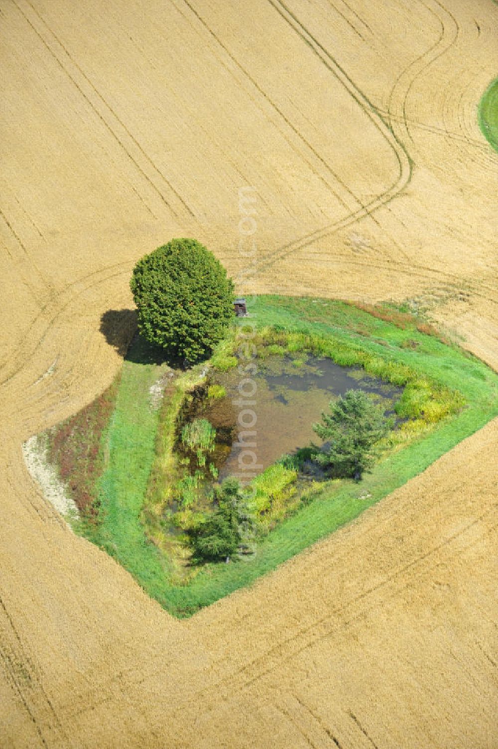 Aerial photograph Mönchgrün - Herbstlandschaft abgeernteter Felder mit einem Tümpel und Baumbewuchs als Insel. Autumn landscape of a field.