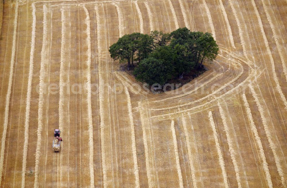 Aerial photograph Drensteinfurt - Herbstlandschaft von einem abgeerntetem Feld mit Baumbewuchs als Insel bei Drensteinfurt in Nordrhein-Westfalen. Autumn landscape of a field with tree growth as an isle near the town Drensteinfurt in the state North Rhine-Westphalia.