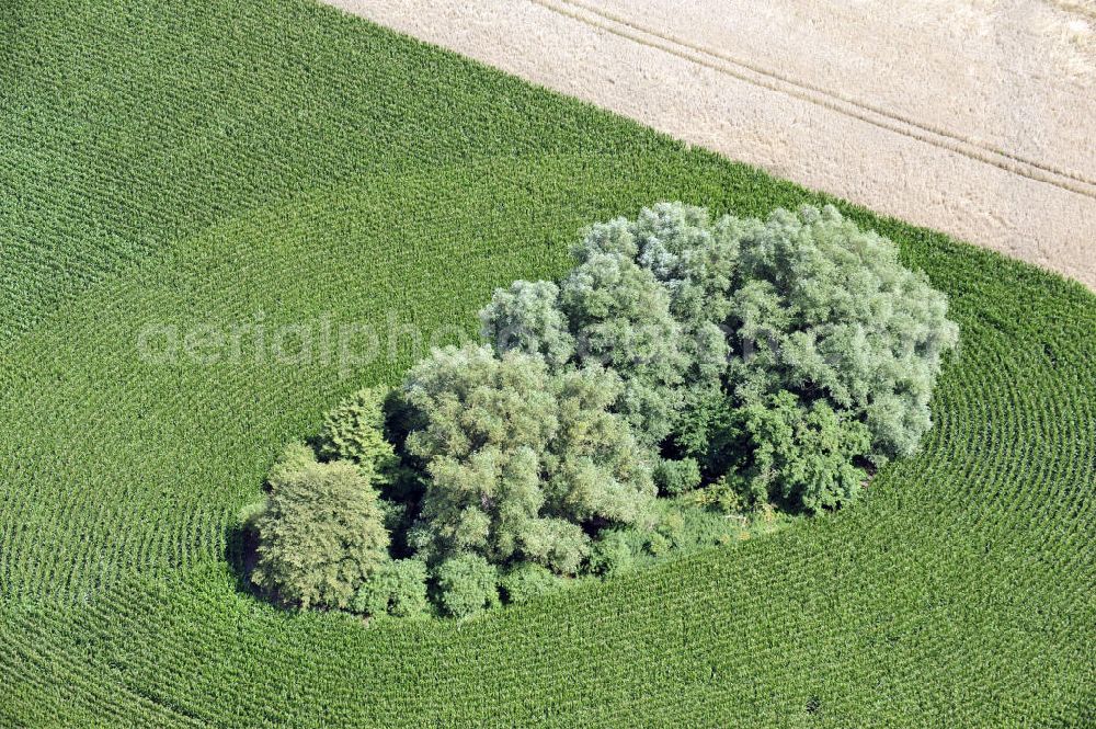 Aerial image Groß Lunow - Herbstlandschaft abgeernteter Felder mit Baumbewuchs als Insel in Mecklenburg-Vorpommern. Autumn landscape of a field with tree growth as an Isle in the state Mecklenburg-Western Pomerania.