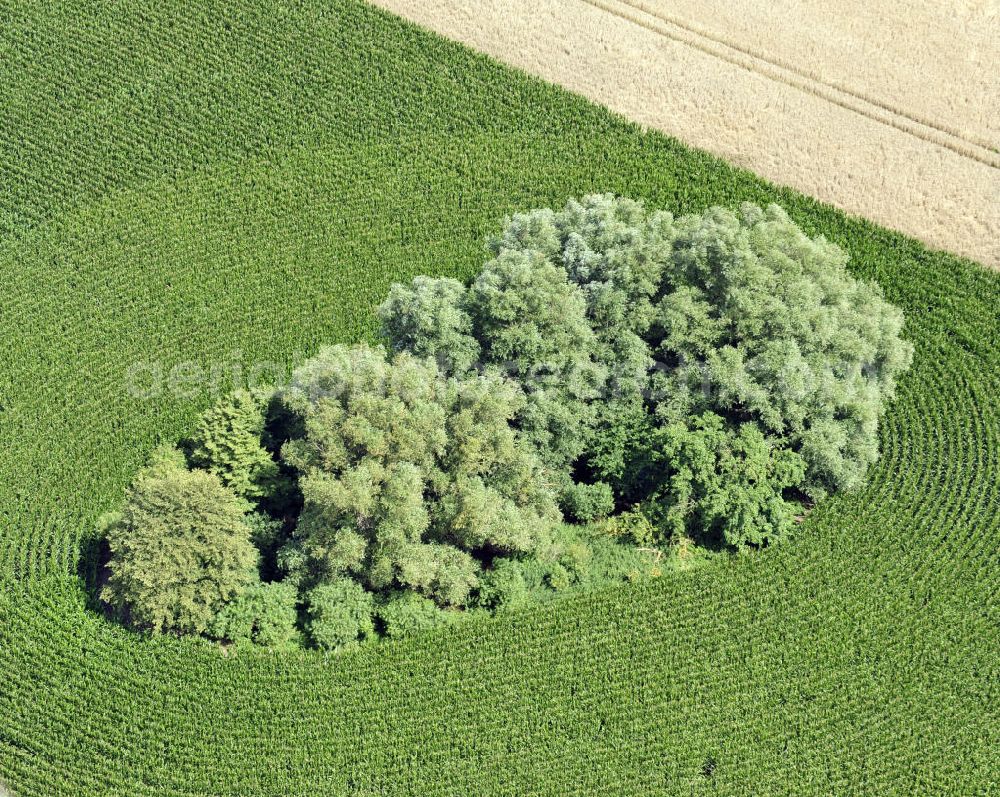 Aerial photograph Groß Lunow - Herbstlandschaft abgeernteter Felder mit Baumbewuchs als Insel in Mecklenburg-Vorpommern. Autumn landscape of a field with tree growth as an Isle in the state Mecklenburg-Western Pomerania.