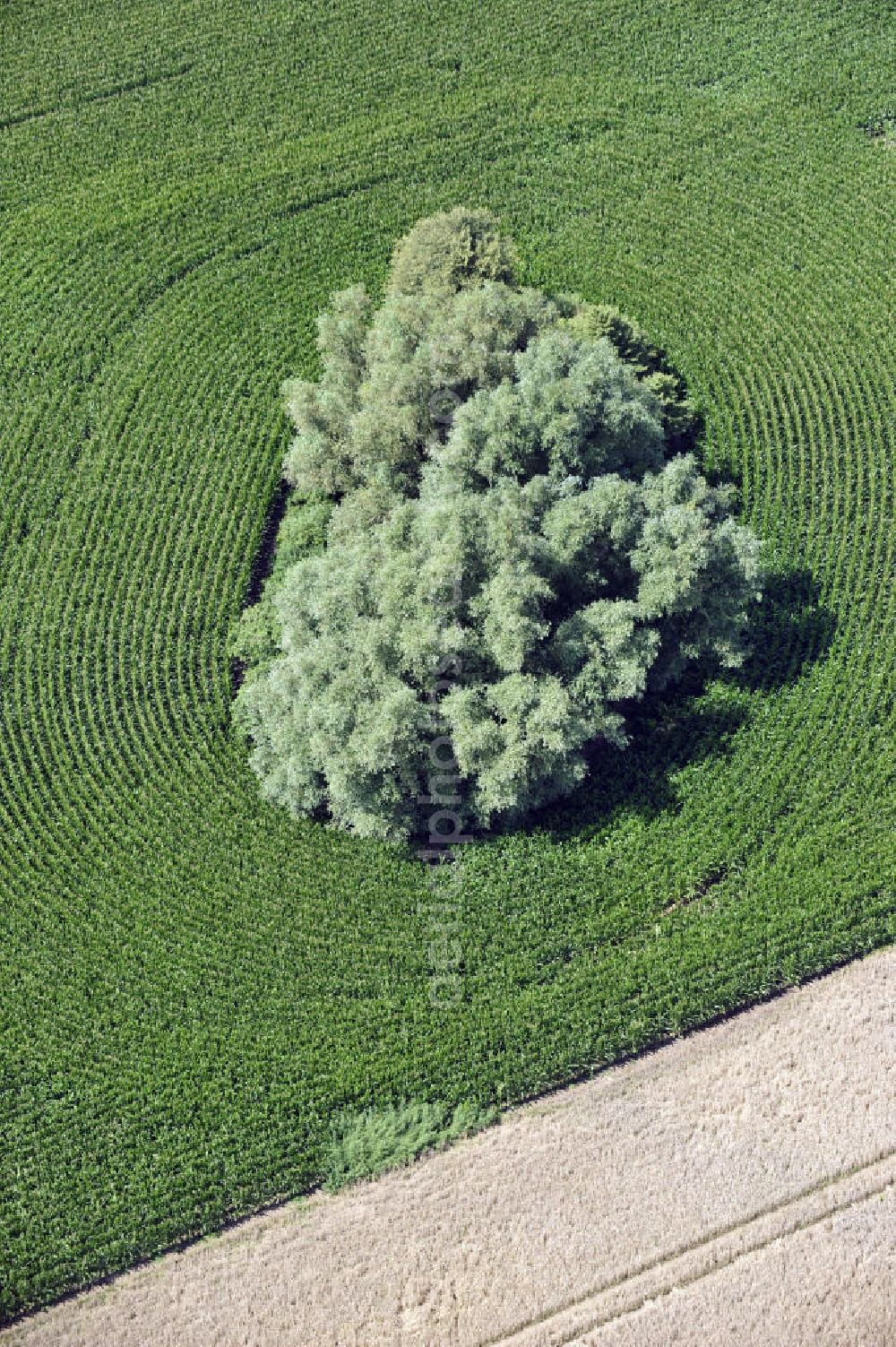 Groß Lunow from the bird's eye view: Herbstlandschaft abgeernteter Felder mit Baumbewuchs als Insel in Mecklenburg-Vorpommern. Autumn landscape of a field with tree growth as an Isle in the state Mecklenburg-Western Pomerania.