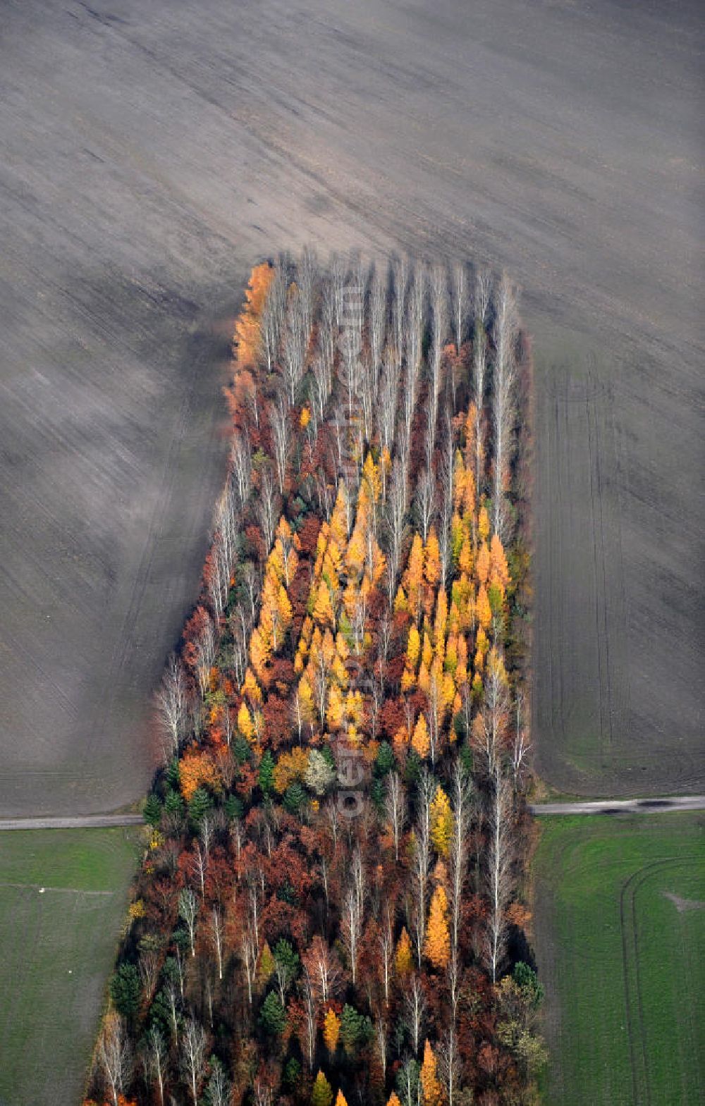 Aerial image Schönborn OT Lindena - Herbstlandschaft / Baumreihe mit Laubbäumen / Bäumen nahe dem Naherholungsgebiet Bad Erna. Autumn landscape with forest close by the recreational area Bad Erna.