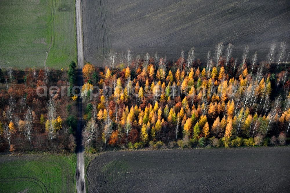 Schönborn OT Lindena from the bird's eye view: Herbstlandschaft / Baumreihe mit Laubbäumen / Bäumen nahe dem Naherholungsgebiet Bad Erna. Autumn landscape with forest close by the recreational area Bad Erna.